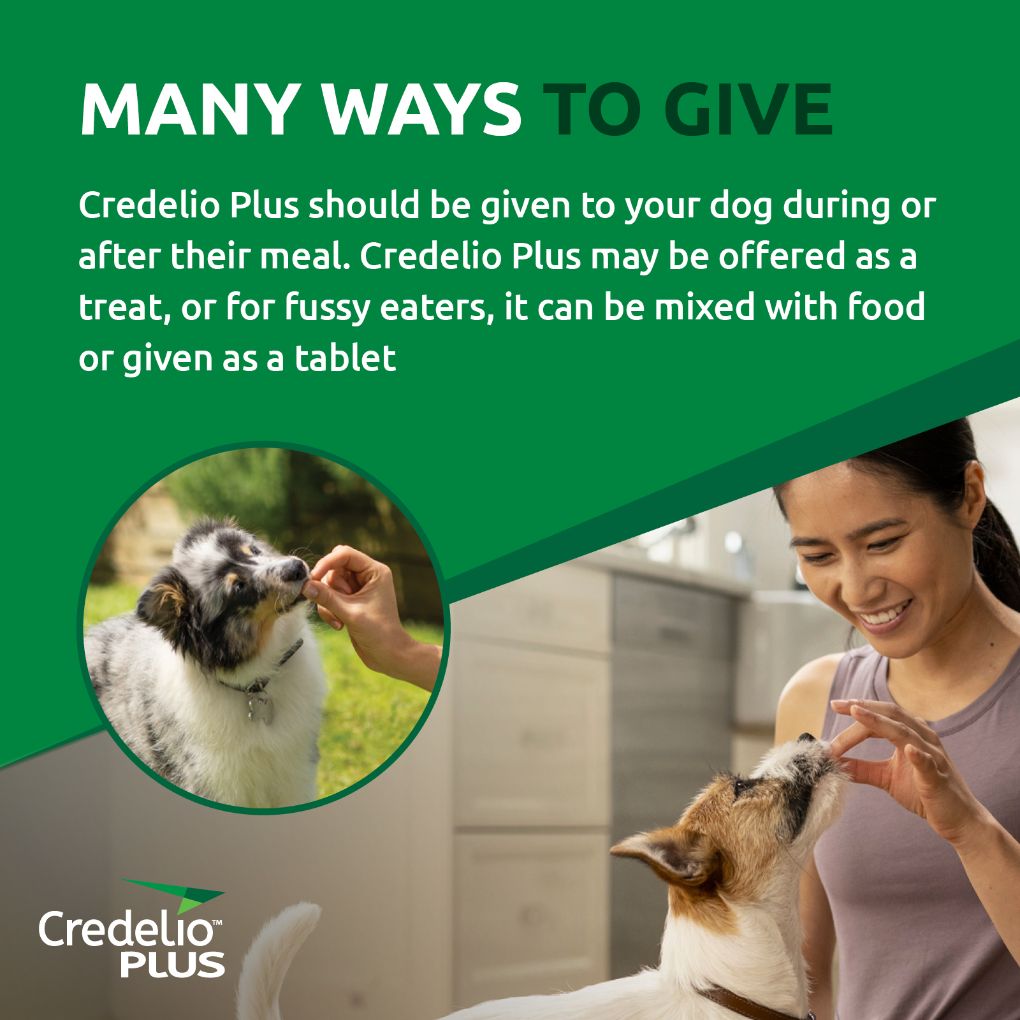 Credelio Plus Medium 5.5-11kg Orange - RSPCA VIC