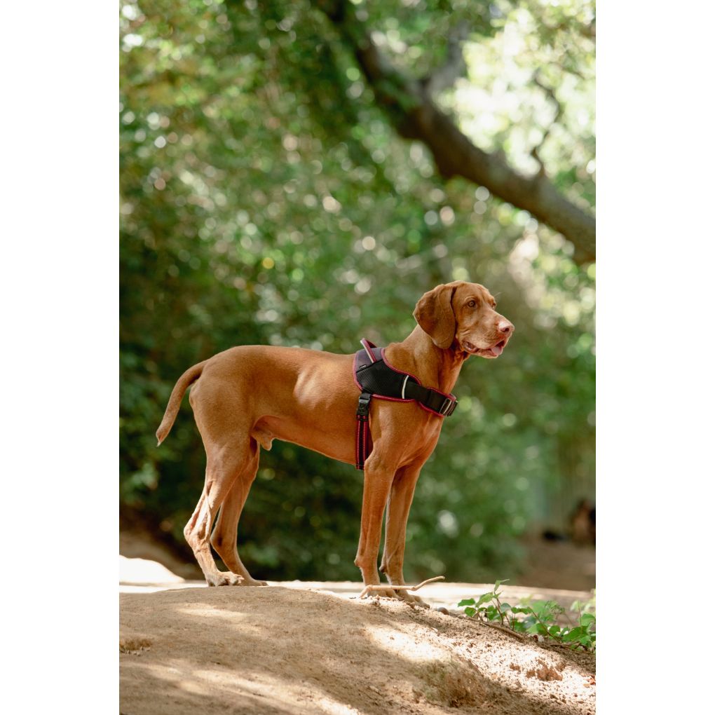 Rogz AirTech Sports Dog Harness Rock Red Small RSPCA VIC