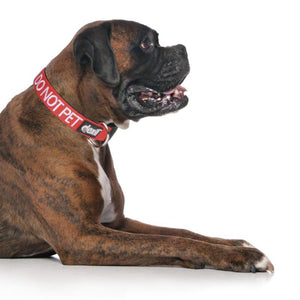 Friendly Dog Collars - DO NOT PET - Clip Collar - RSPCA VIC
