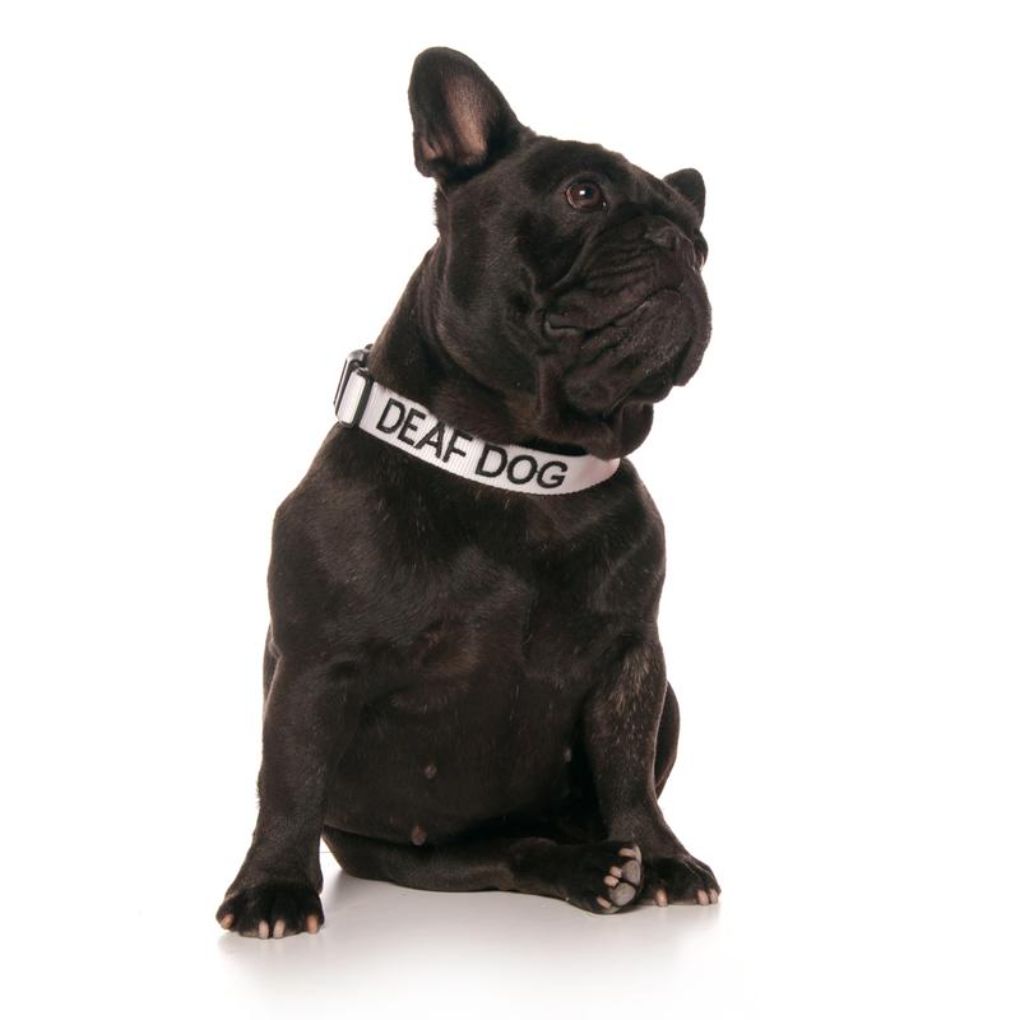 Friendly Dog Collars – DEAF DOG - S/M Clip Collar - RSPCA VIC