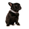 Friendly Dog Collars – BLIND DOG - S/M Clip Collar - RSPCA VIC