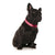 Friendly Dog Collars - Clip Collar - RSPCA VIC