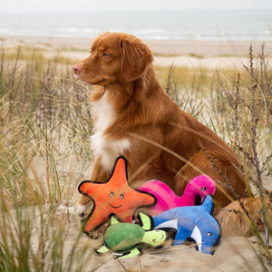 Beco Sindy The Starfish Eco Friendly Rough And Tough Plush Dog Toy - RSPCA VIC