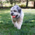 KONG Durable High Bounce Signature Dog Fetch Balls 2 pack Medium - RSPCA VIC