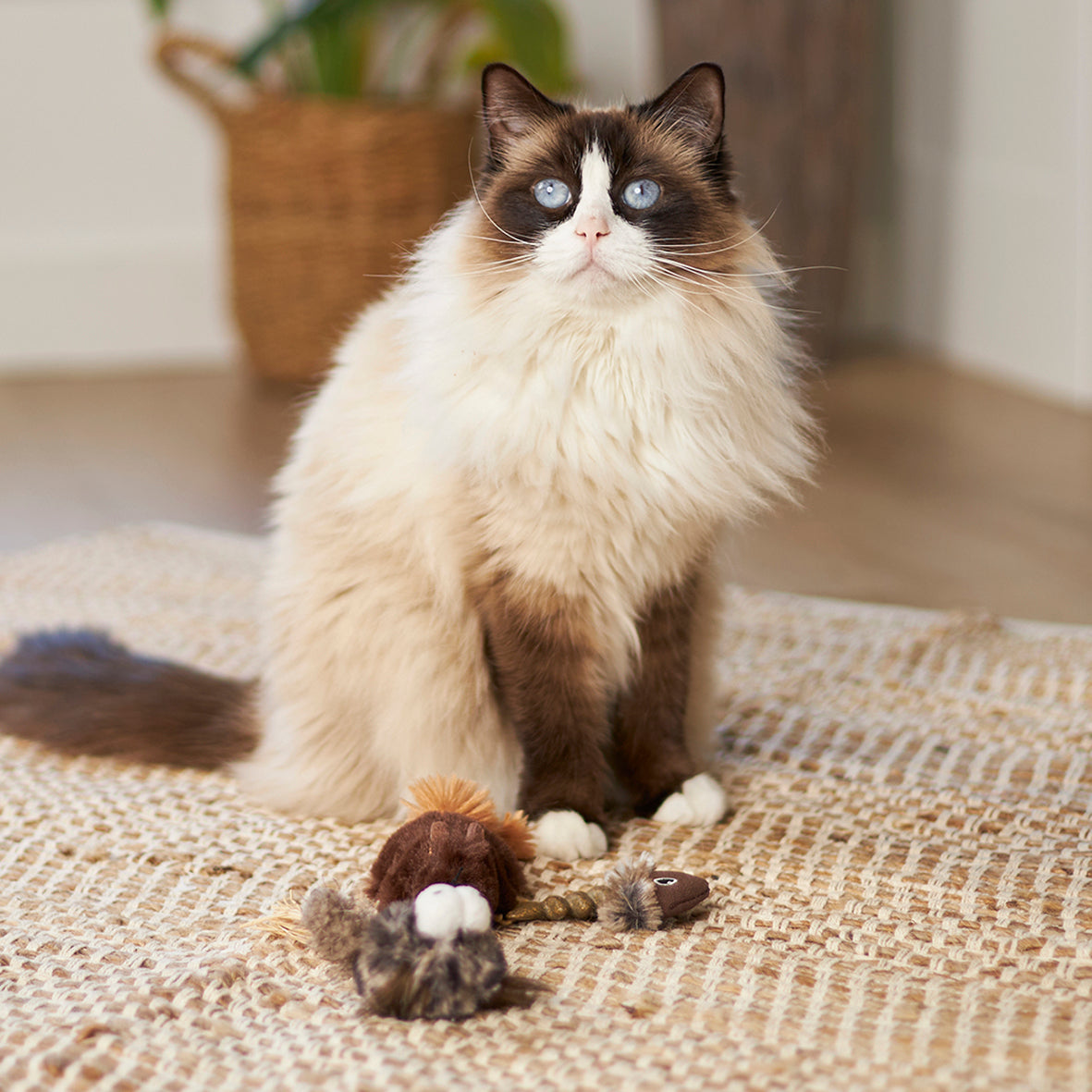 Kazoo Gone Fishing Cat Toy - RSPCA VIC