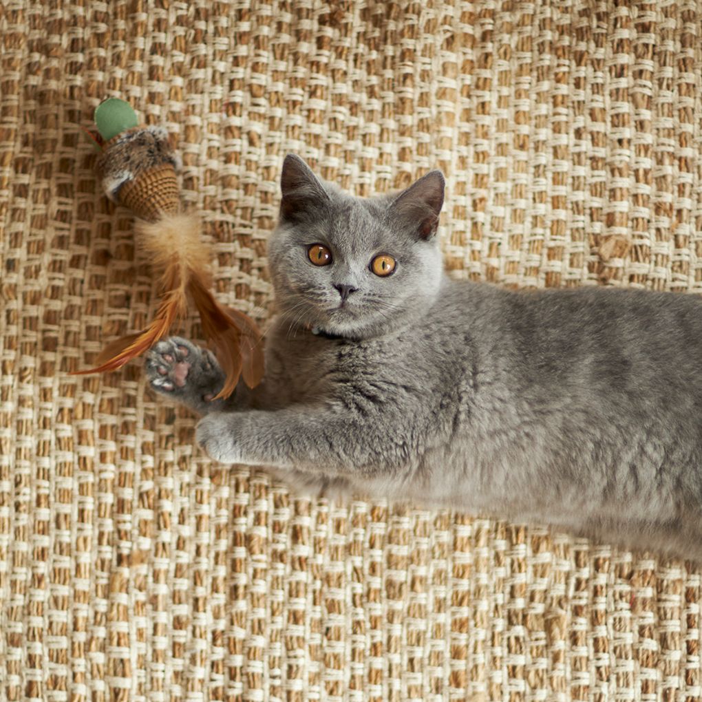 Scruffies toy cat top