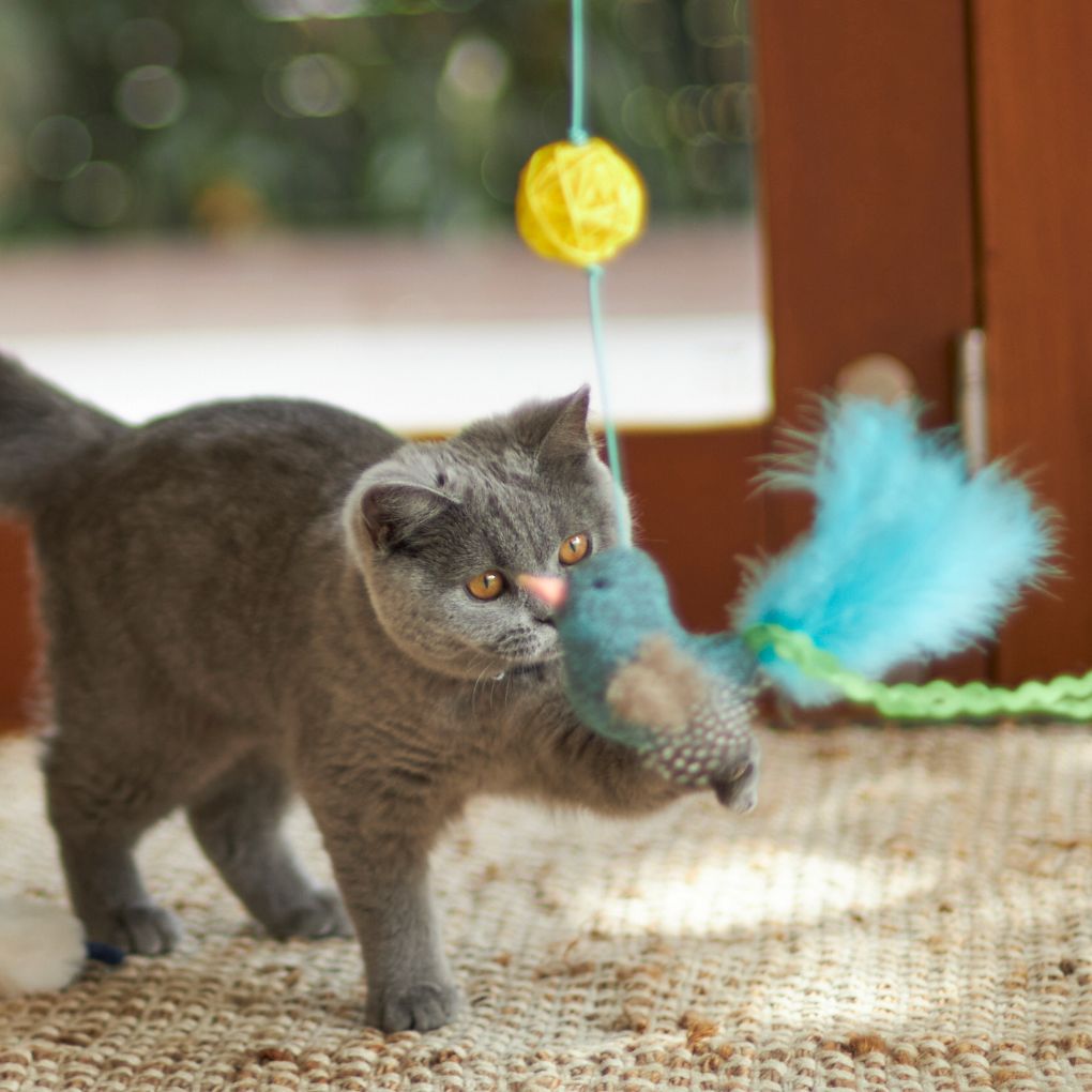 Kazoo Bluebird Wand Cat Toy - RSPCA VIC