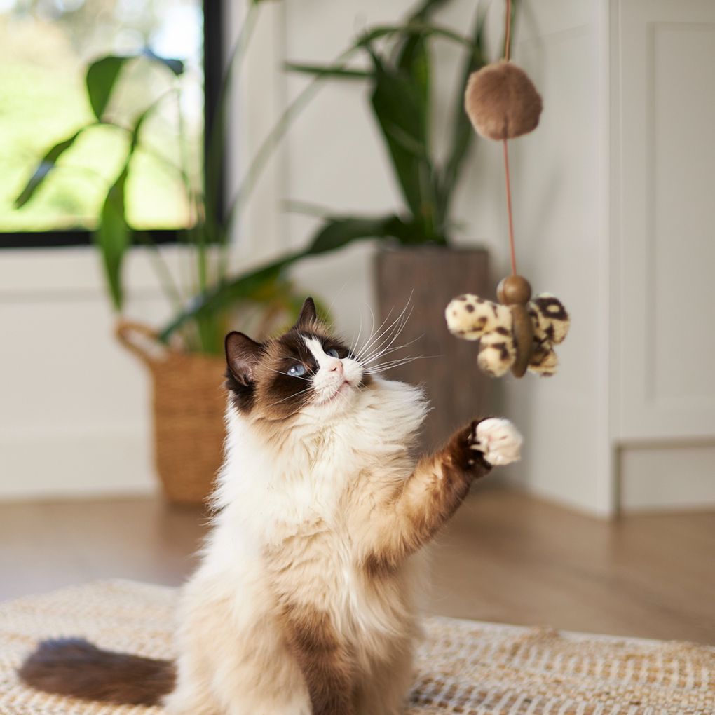 Kazoo Catnip Butterfly Wand Cat Toy - RSPCA VIC