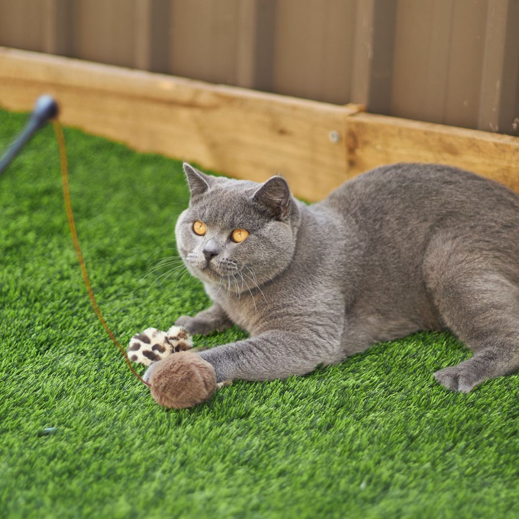 Kazoo Catnip Butterfly Wand Cat Toy - RSPCA VIC