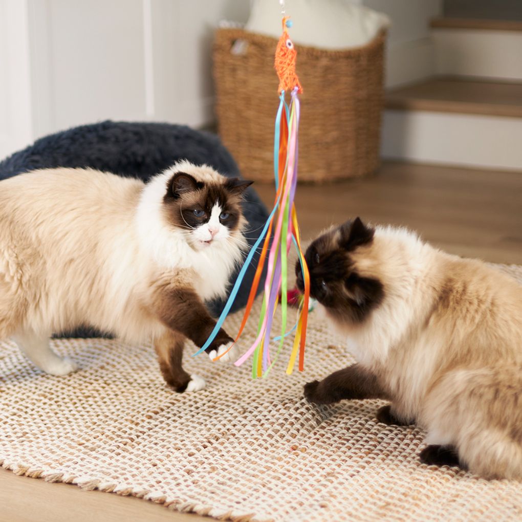 Kazoo Streamer Fish Wand Cat Toy - RSPCA VIC