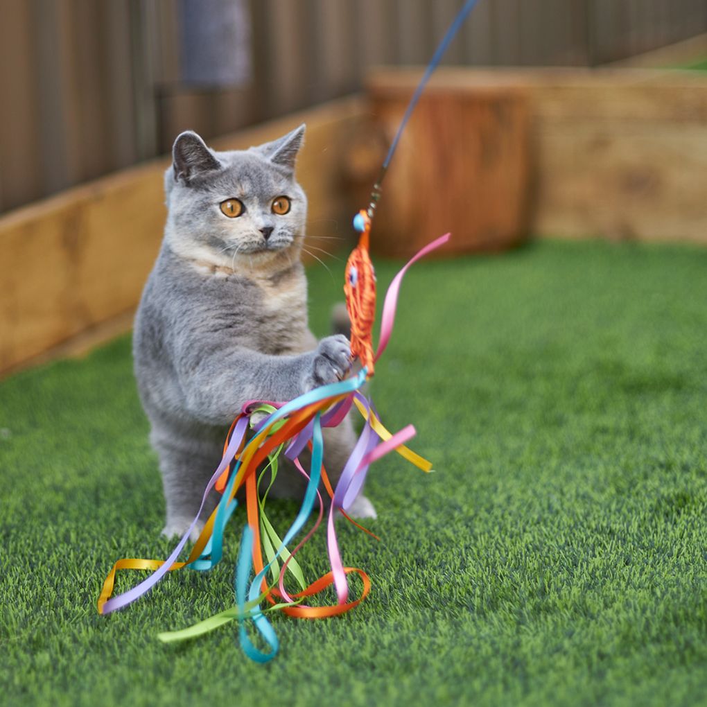 Kazoo Streamer Fish Wand Cat Toy - RSPCA VIC