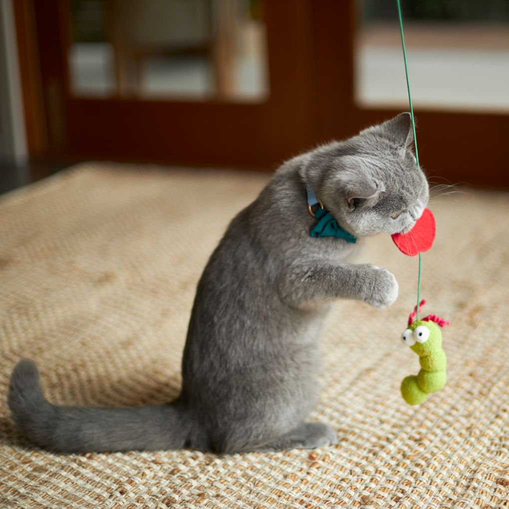 Kazoo Hungry Caterpillar Cat Toy - RSPCA VIC