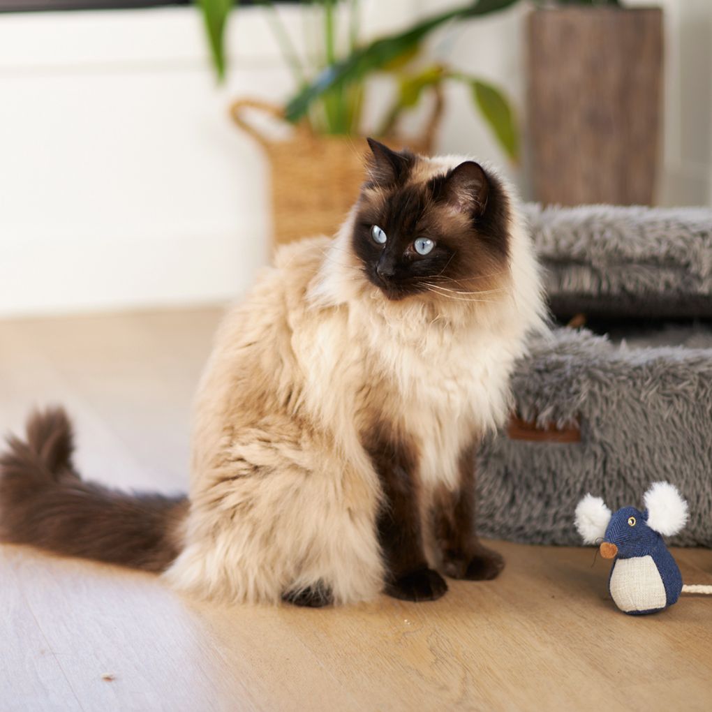 Kazoo Big Ears Mouse Cat Toy - RSPCA VIC