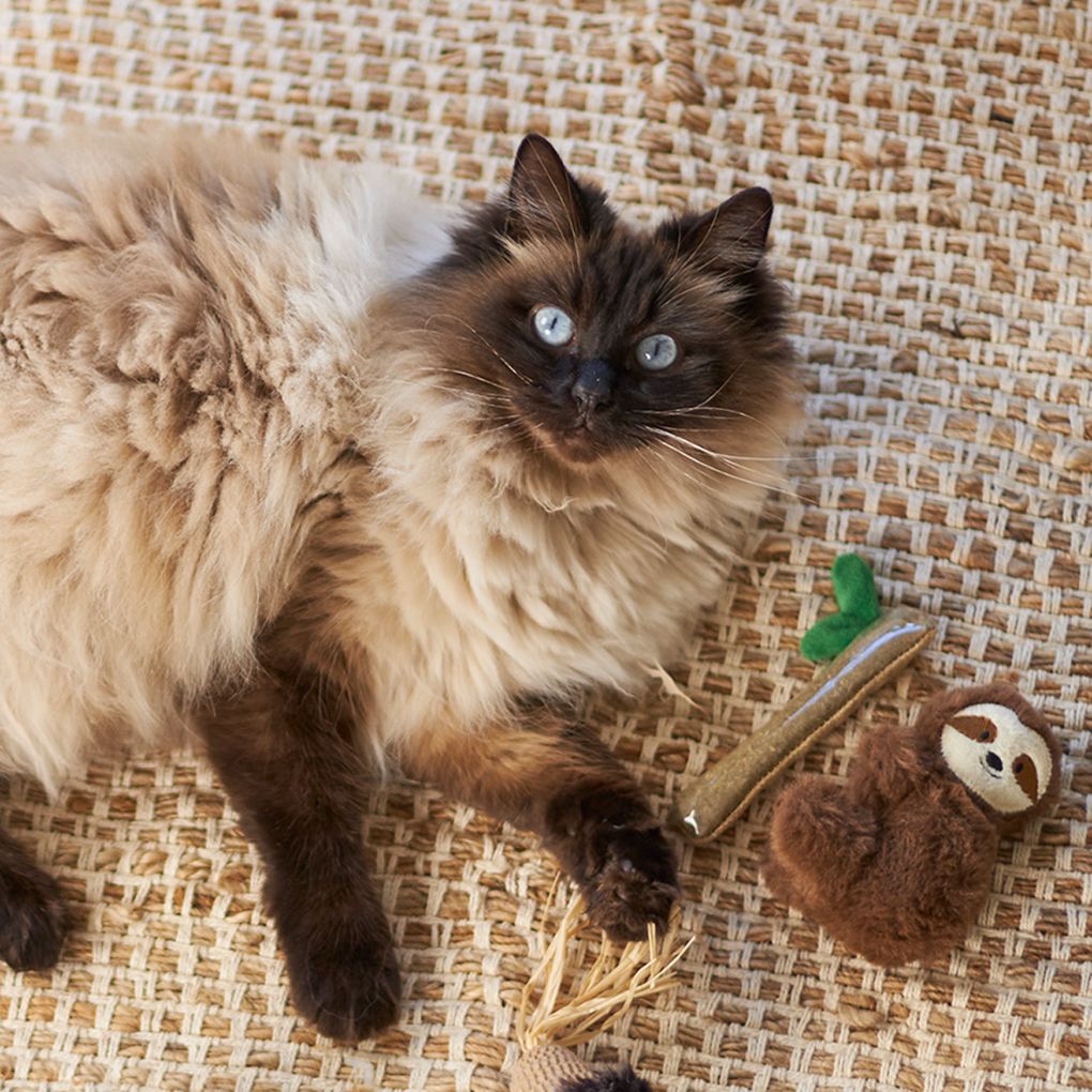 Kazoo Jungle Sloth Cat Toy - RSPCA VIC