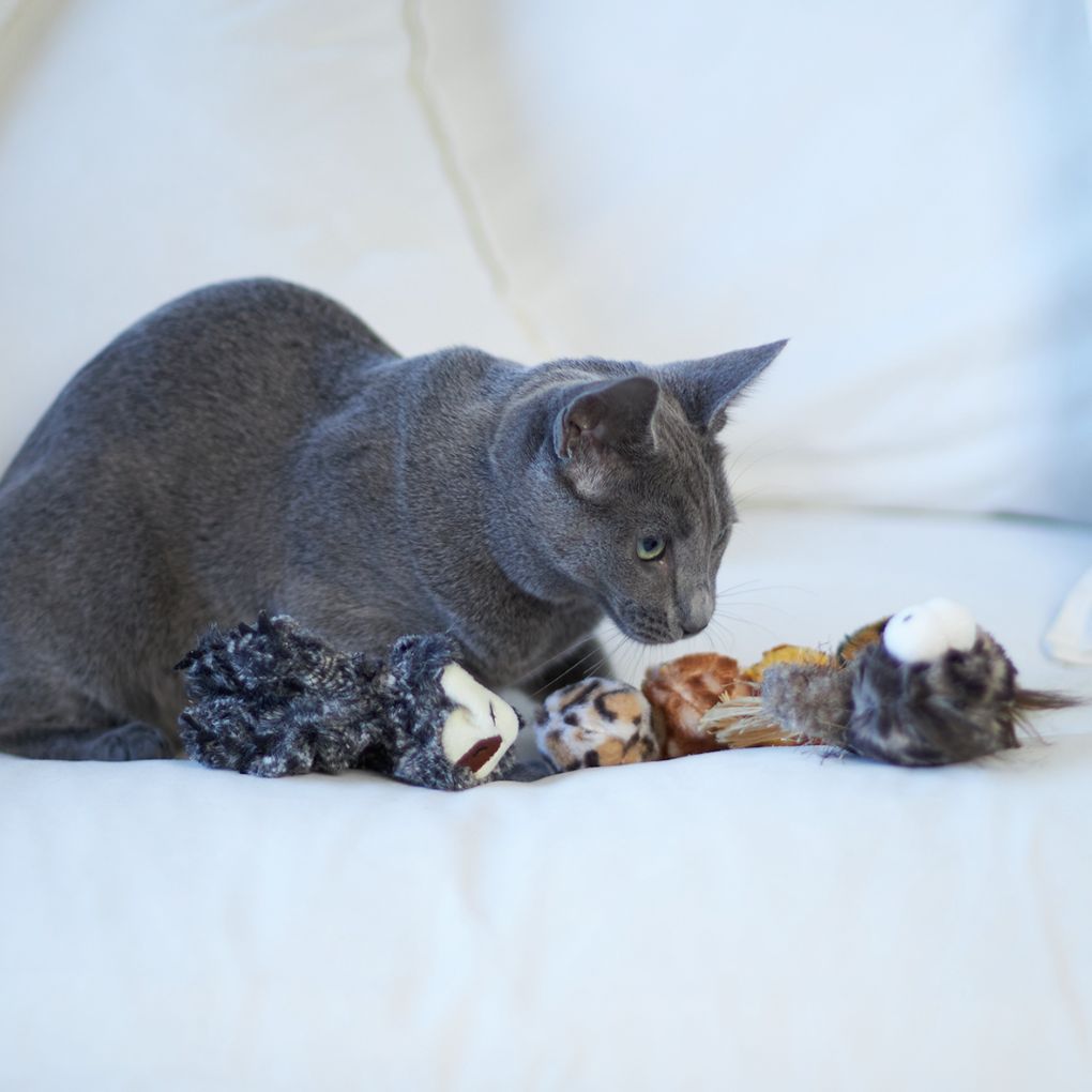 Kazoo Sleepy Sloth Cat Toy - RSPCA VIC