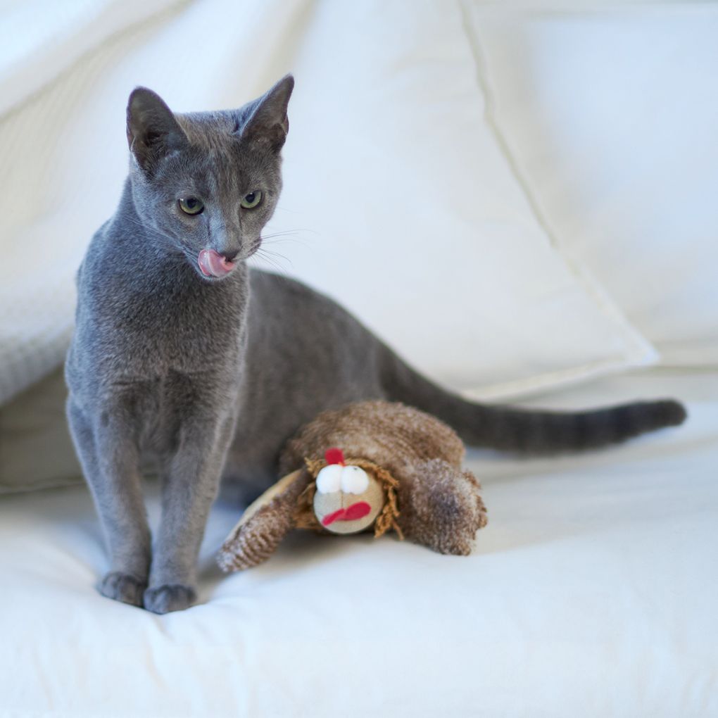 Chicken shop cat toy