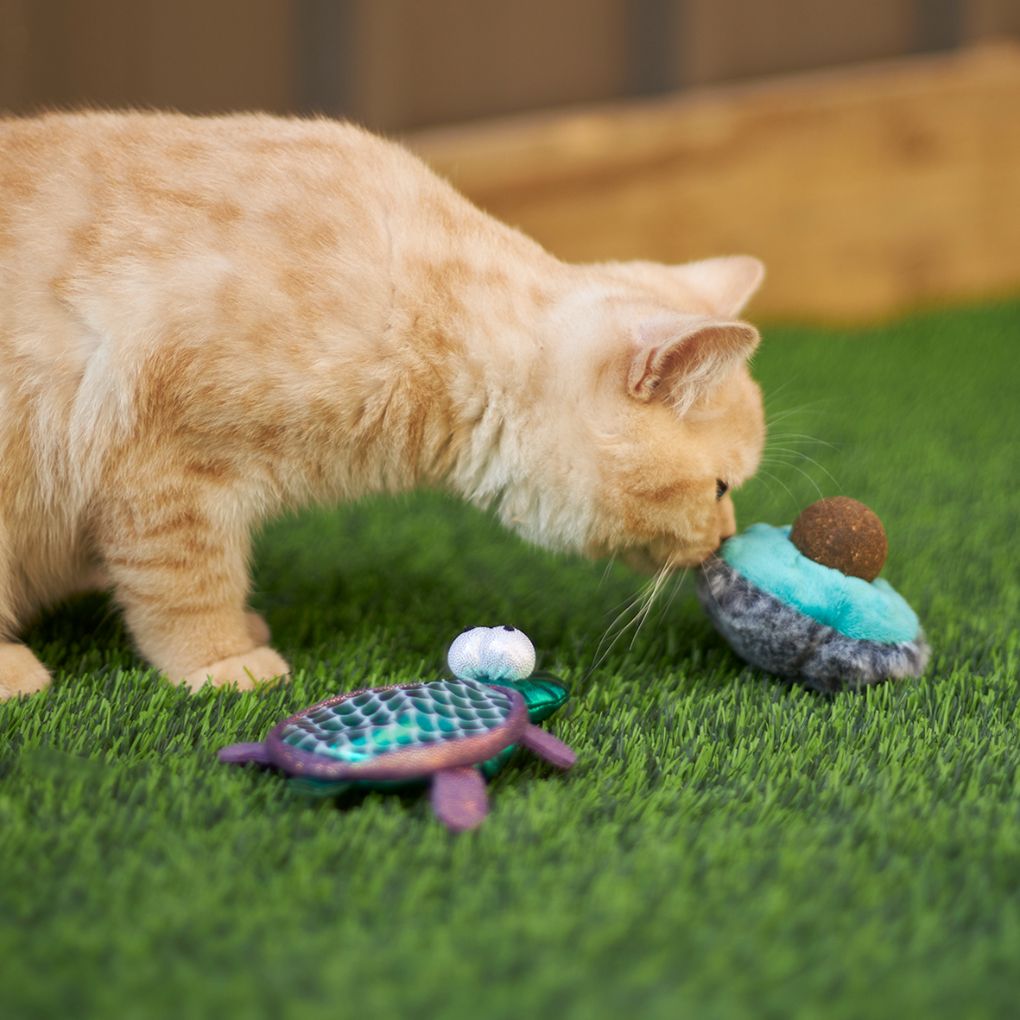 Kazoo Playful Avocado Cat Toy - RSPCA VIC