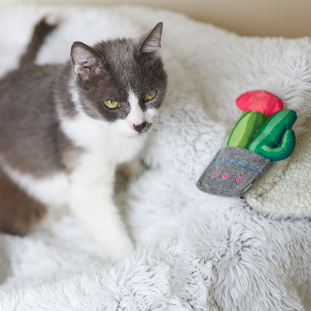 Kazoo Cactus Garden Cat Toy - RSPCA VIC
