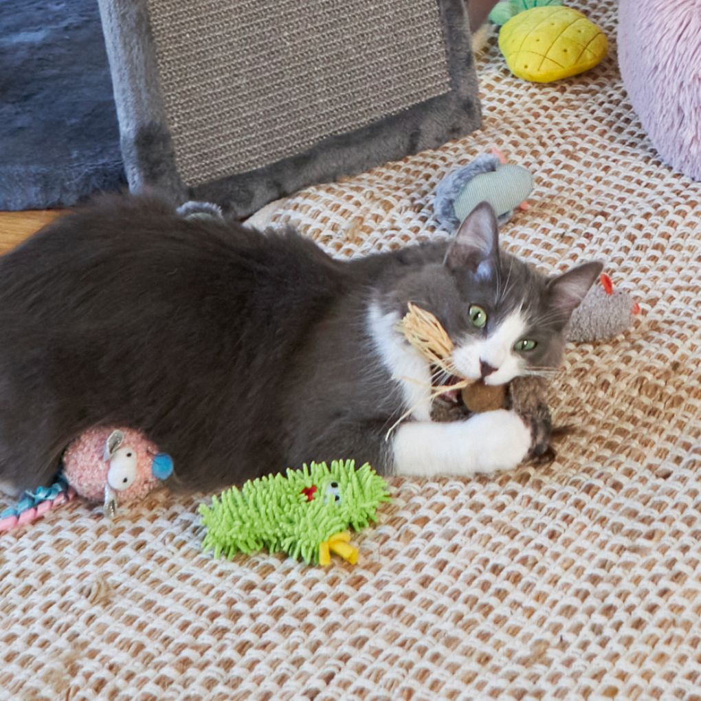 Kazoo Scruffy Cactus Cat Toy RSPCA VIC