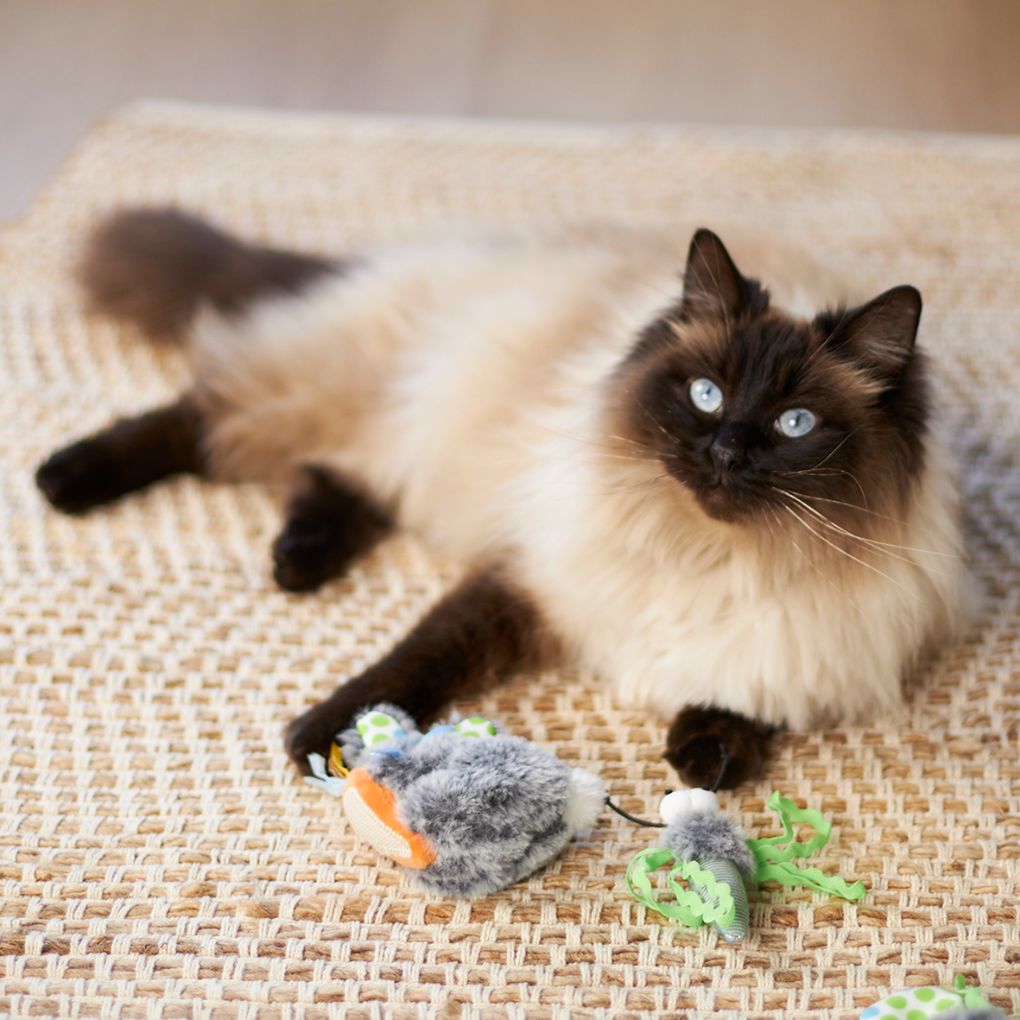 Bunny cat best sale toy