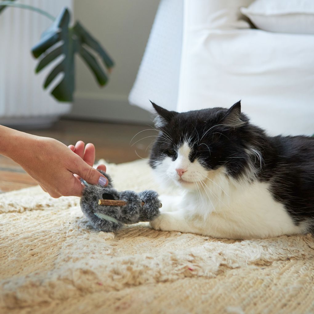 Kazoo Koala Cuddles Cat Toy - RSPCA VIC