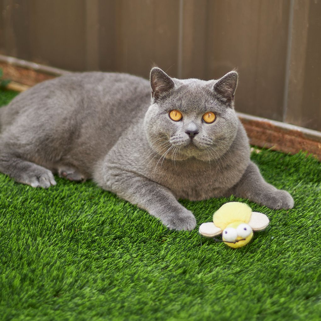 Kazoo Noisy Busy Bee Cat Toy - RSPCA VIC