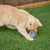 Kazoo Noisy Mouse Cat Toy - RSPCA VIC