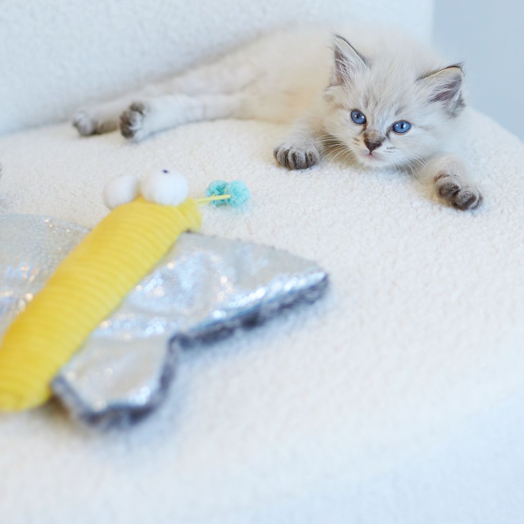 Kazoo Butterfly Kicker Cat Toy - RSPCA VIC