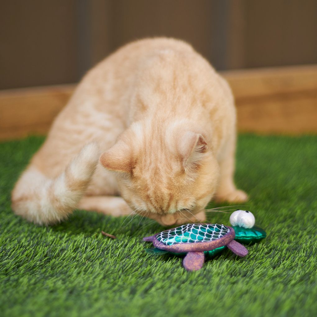 Kazoo Sea Turtle Cat Toy - RSPCA VIC