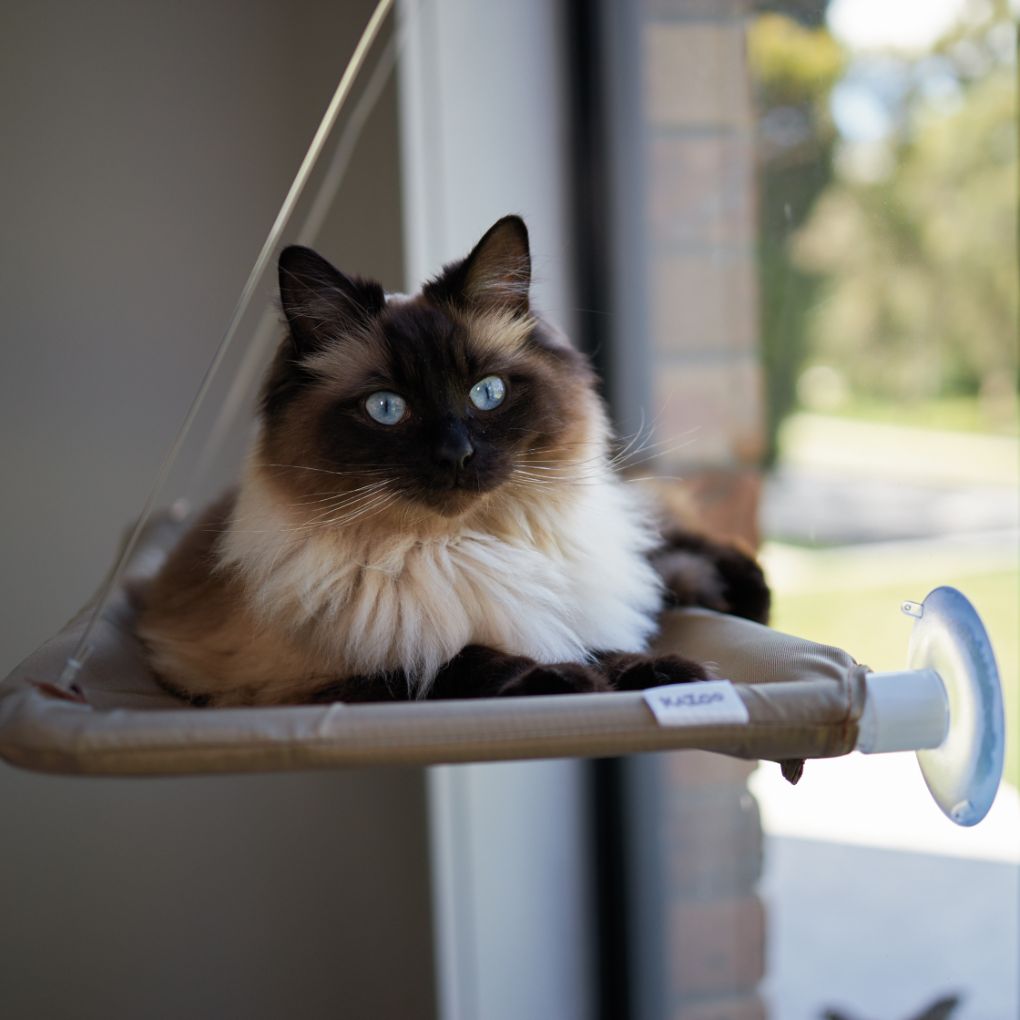 Kazoo Lookout Window Mounted Cat Bed RSPCA VIC