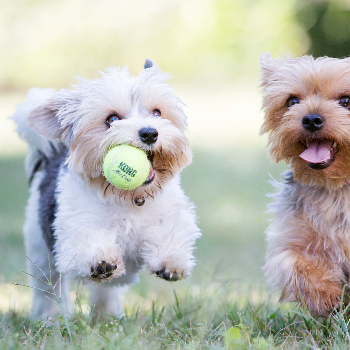 KONG Airdog SqueakAir Tennis Balls Small 3 Pack - RSPCA VIC