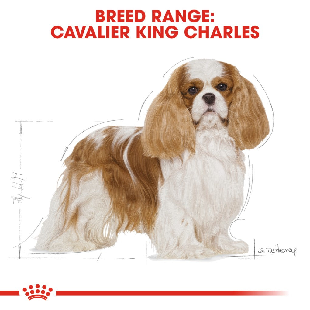 Royal Canin Cavelier King Charles Dog Food RSPCA VIC