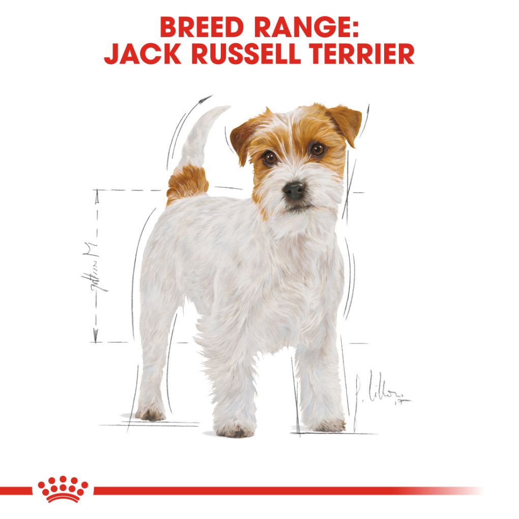 Jack Russell Terrier Feeding Guide
