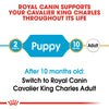 Royal Canin Cavalier King Charles Puppy 1.5kg - RSPCA VIC
