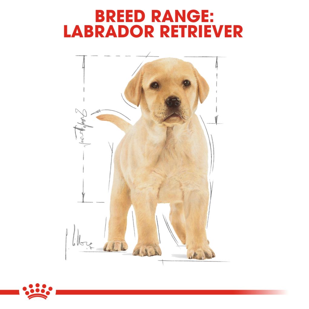 Royal canin breed sales labrador