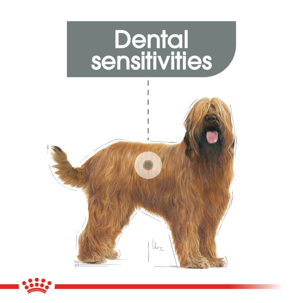 Royal Canin Maxi Dental Care 9kg - RSPCA VIC
