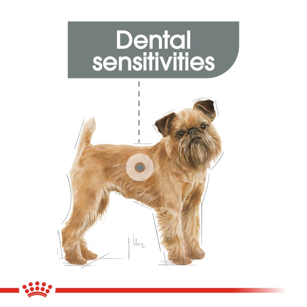 Royal Canin Mini Dental Care 3kg - RSPCA VIC