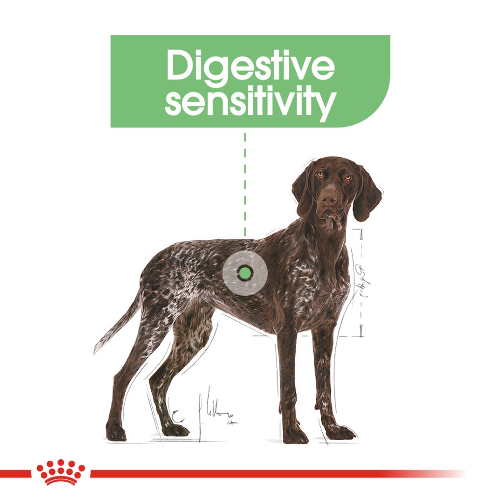 Royal Canin Maxi Digestive Care 10kg - RSPCA VIC
