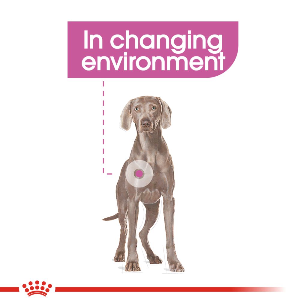 Royal Canin Maxi Relax Care - RSPCA VIC