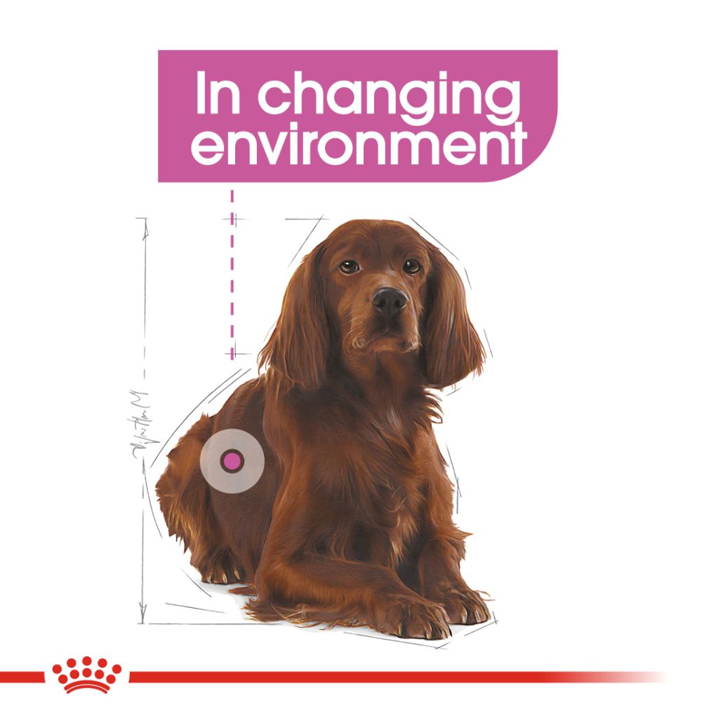 Royal Canin Medium Relax Care - RSPCA VIC