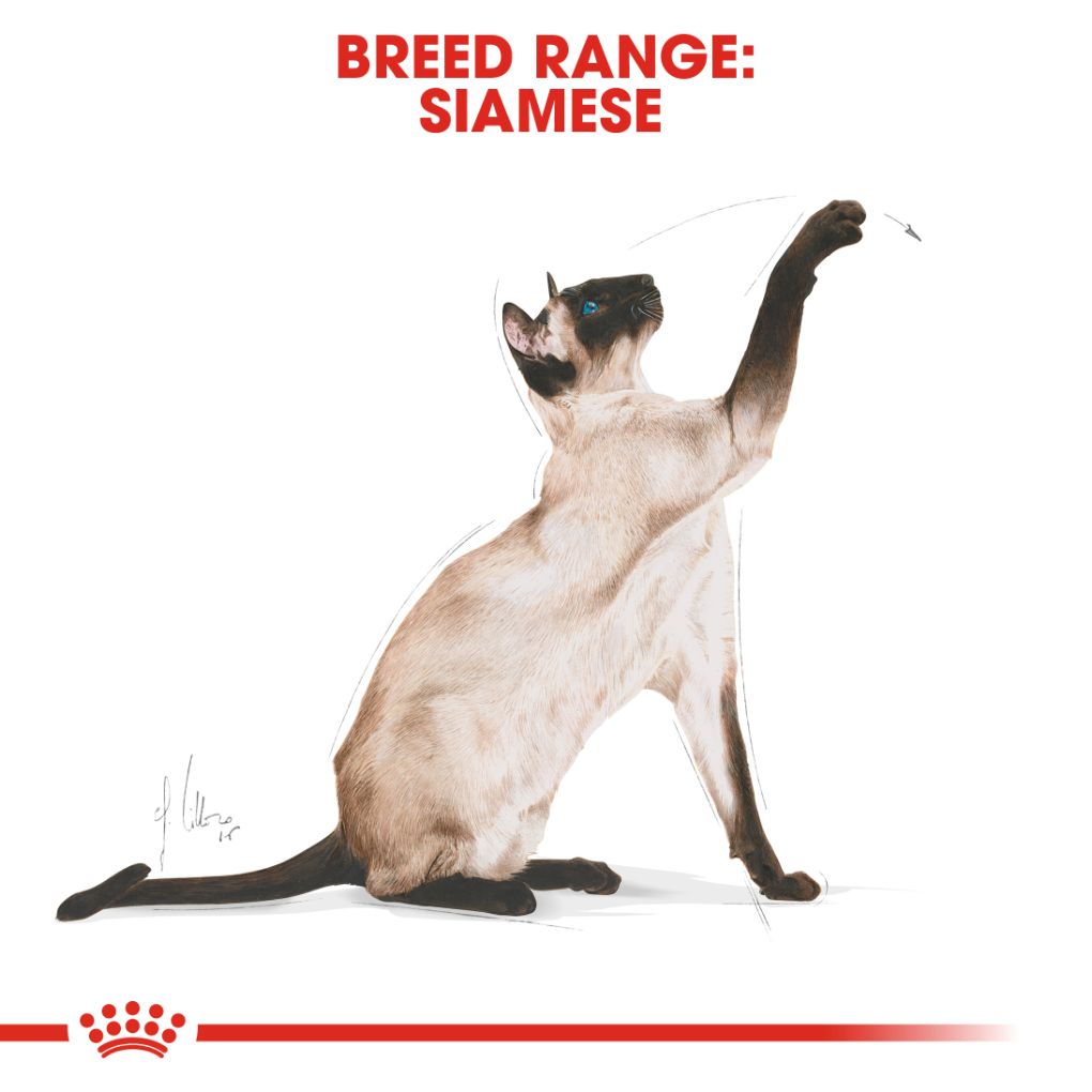 Royal Canin Siamese - RSPCA VIC