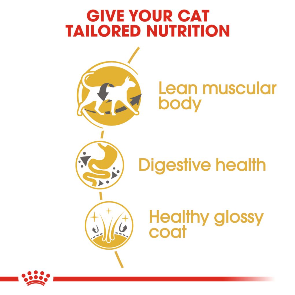 Royal Canin Siamese - RSPCA VIC