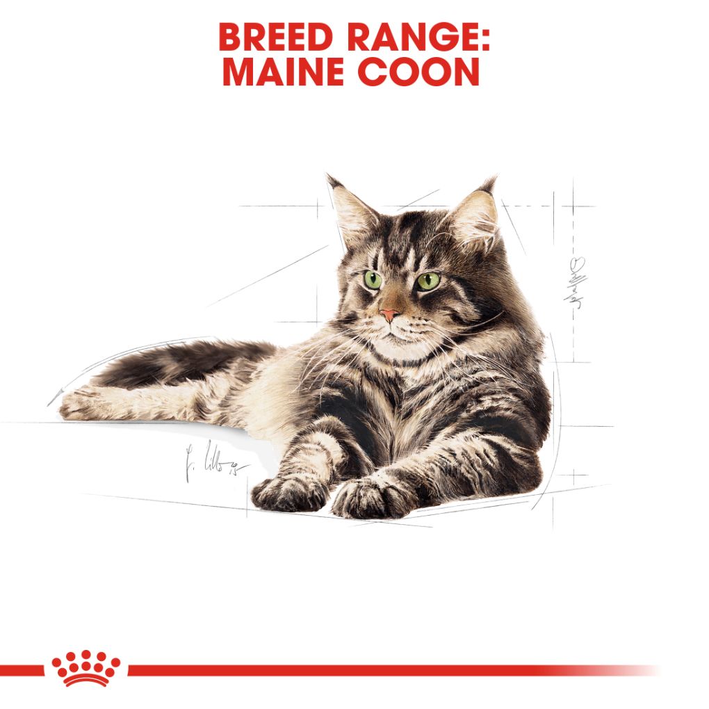 Royal Canin Maine Coon Gravy Pouches - RSPCA VIC