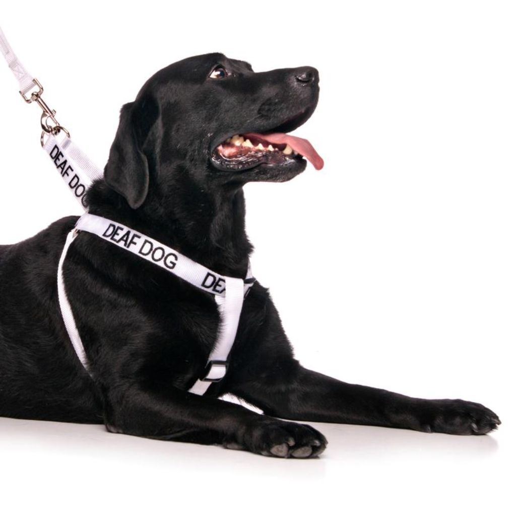 Friendly Dog Collars – DEAF DOG - L/XL adjustable Strap Harness - RSPCA VIC