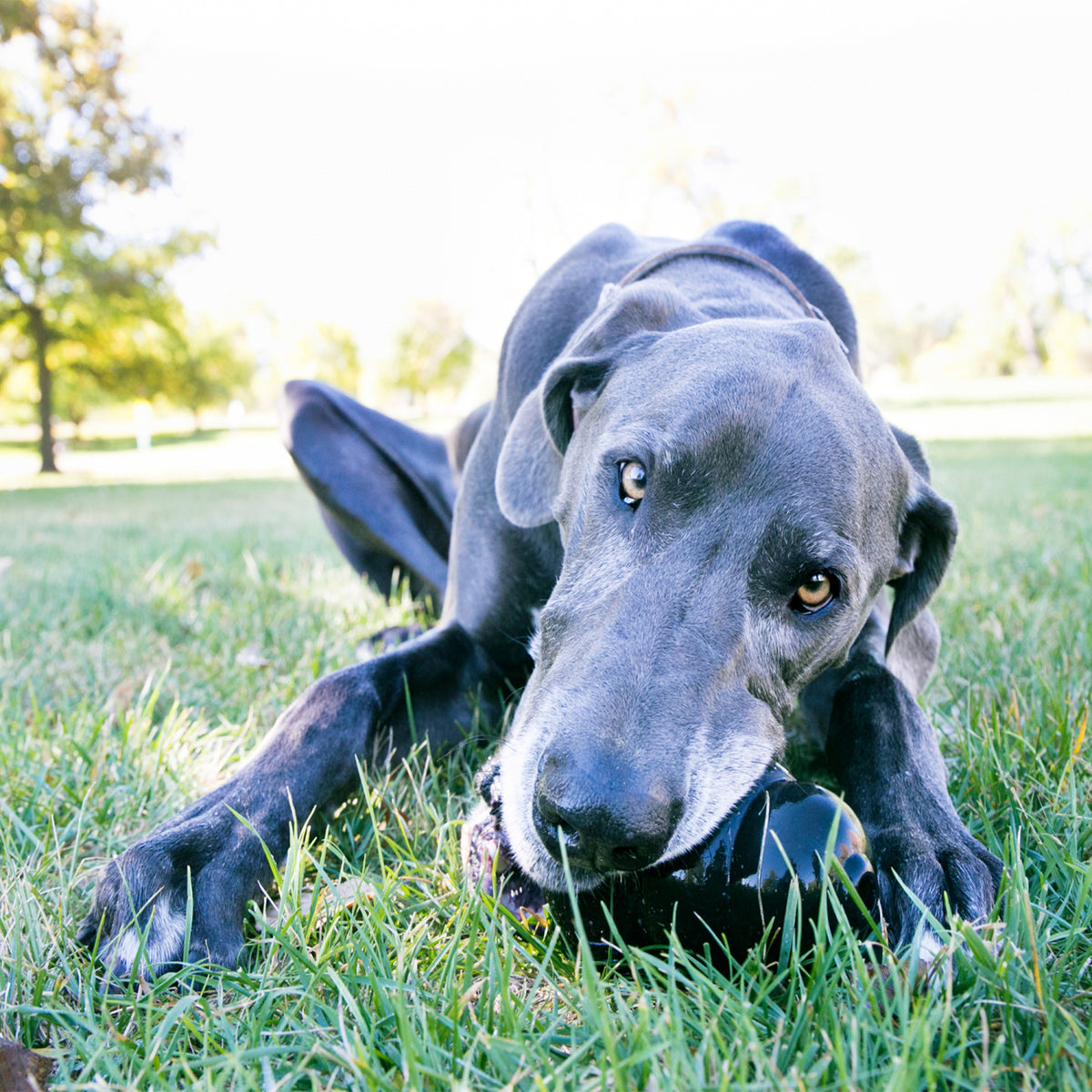 KONG Extreme Black - RSPCA VIC