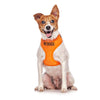Friendly Dog Collars -NO DOGS Adjustable Vest Harness - RSPCA VIC