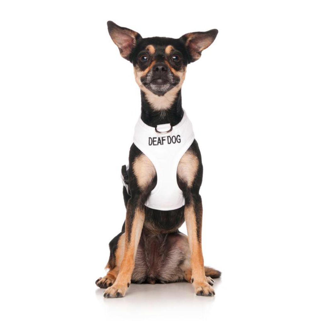 Friendly Dog Collars – DEAF DOG - Adjustable Vest Harness - RSPCA VIC