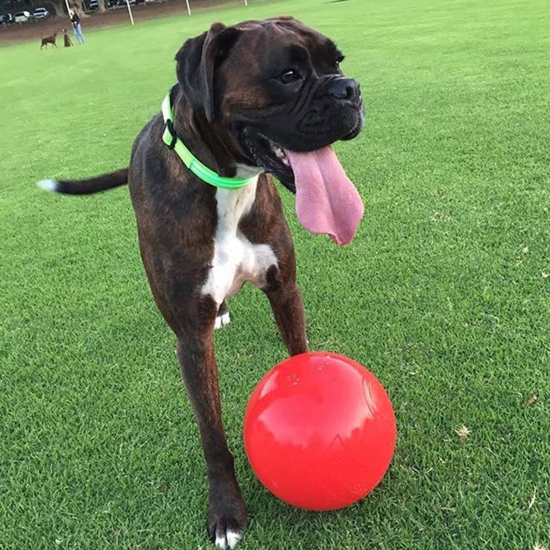 aussie dog enduro ball large - rspca vic