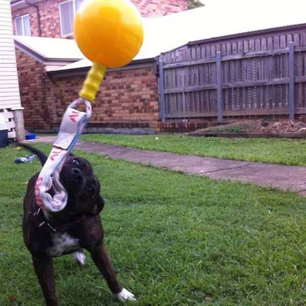 Aussie Dog Home Alone Extra Large Dog Toy RSPCA Vic RSPCA VIC