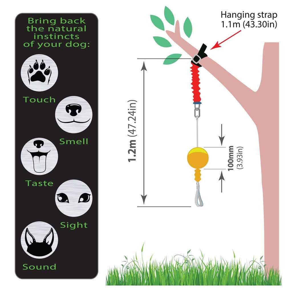 aussie dog home alone small - rspca vic